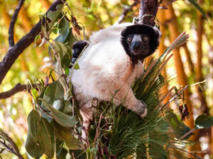 Madagascar_2024_L-19