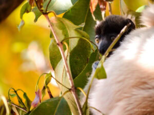 Madagascar_2024_L-20