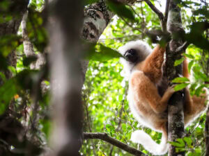 Madagascar_2024_L-207