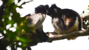 Madagascar_2024_L-209