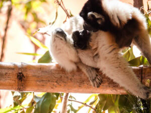 Madagascar_2024_L-21