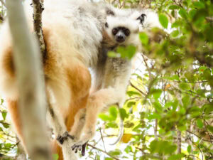 Madagascar_2024_L-211