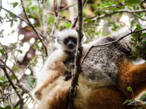 Madagascar_2024_L-212