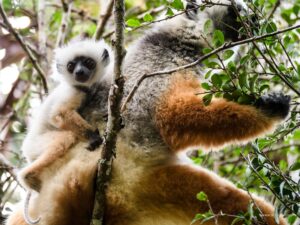 Madagascar_2024_L-213