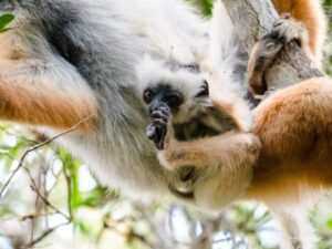 Madagascar_2024_L-215