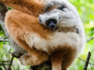 Madagascar_2024_L-216