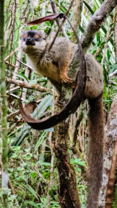 Madagascar_2024_L-218