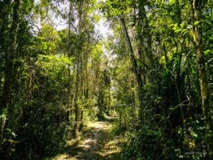 Madagascar_2024_L-219