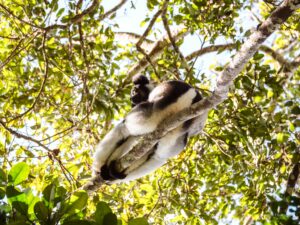 Madagascar_2024_L-223