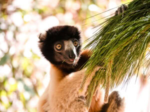 Madagascar_2024_L-27