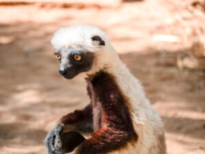 Madagascar_2024_L-29