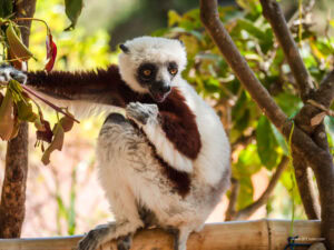 Madagascar_2024_L-30