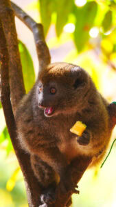 Madagascar_2024_L-34