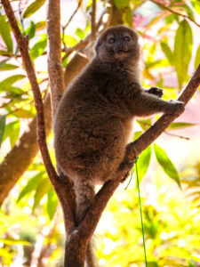 Madagascar_2024_L-35