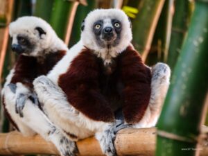 Madagascar_2024_L-39