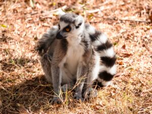 Madagascar_2024_L-42