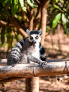 Madagascar_2024_L-45