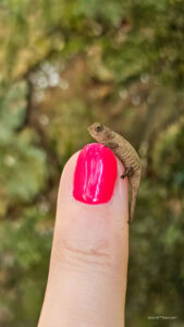 Madagascar_2024_L-57