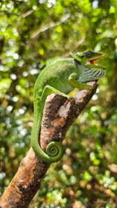 Madagascar_2024_L-62