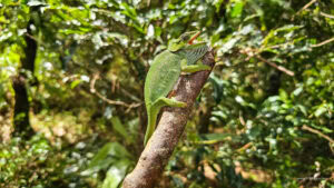 Madagascar_2024_L-63