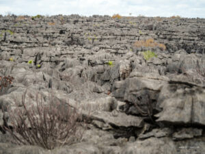 Madagascar_2024_L-83