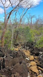 Madagascar_2024_L-84