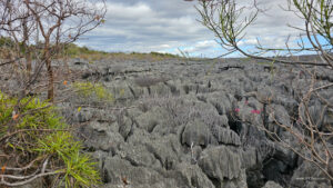 Madagascar_2024_L-85