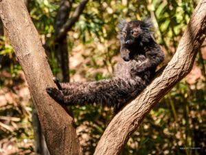 Madagascar_2024_L-9