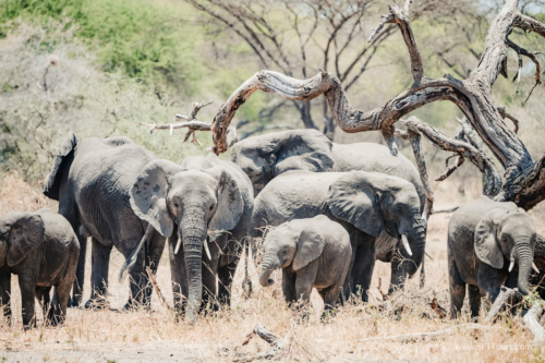 TZ Value 21 Sep 2024 Tatiana S-038