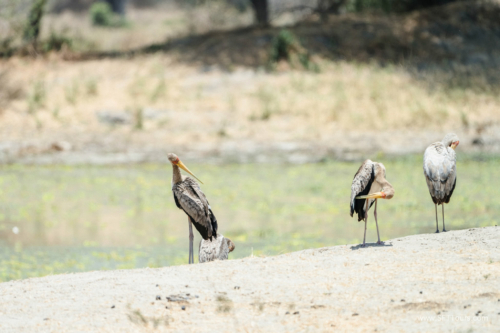 TZ Value 21 Sep 2024 Tatiana S-039