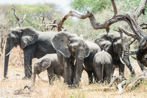 TZ Value 21 Sep 2024 Tatiana S-040