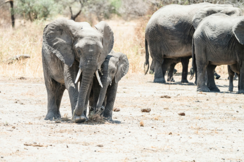 TZ Value 21 Sep 2024 Tatiana S-042