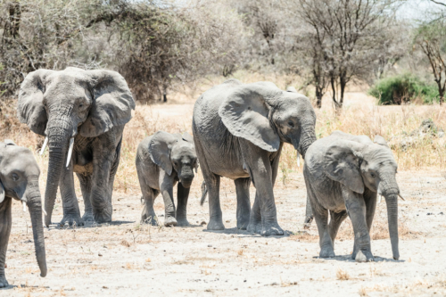 TZ Value 21 Sep 2024 Tatiana S-043