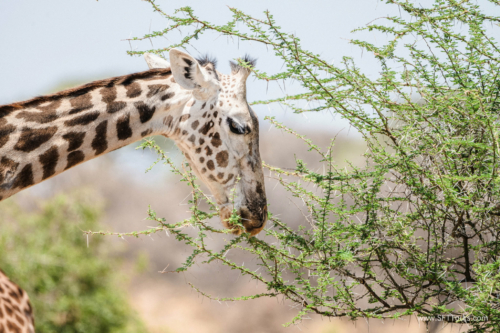 TZ Value 21 Sep 2024 Tatiana S-050