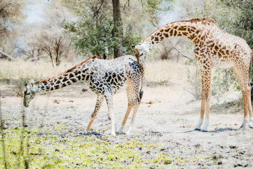 TZ Value 21 Sep 2024 Tatiana S-063