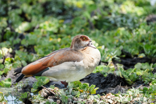 TZ Value 21 Sep 2024 Tatiana S-065