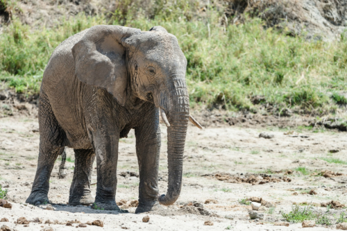 TZ Value 21 Sep 2024 Tatiana S-078