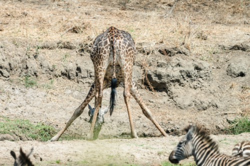 TZ Value 21 Sep 2024 Tatiana S-081