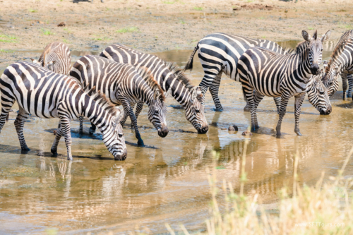 TZ Value 21 Sep 2024 Tatiana S-083