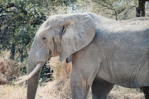 TZ Value 21 Sep 2024 Tatiana S-090