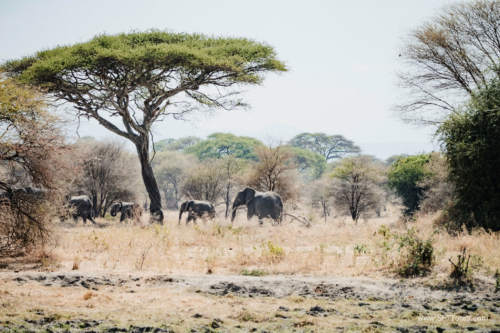 TZ Value 21 Sep 2024 Tatiana S-091