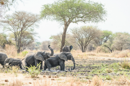 TZ Value 21 Sep 2024 Tatiana S-092