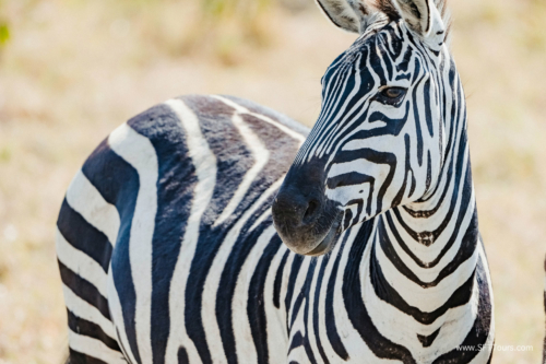 TZ Value 21 Sep 2024 Tatiana S-112