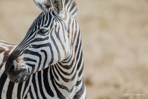 TZ Value 21 Sep 2024 Tatiana S-121