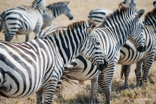 TZ Value 21 Sep 2024 Tatiana S-125