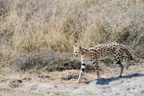 TZ Value 21 Sep 2024 Tatiana S-127