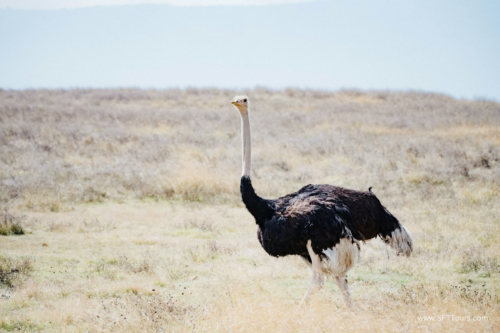 TZ Value 21 Sep 2024 Tatiana S-129