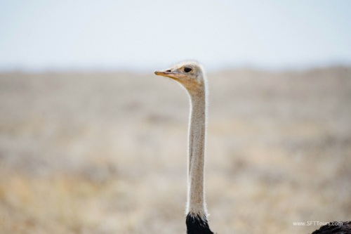 TZ Value 21 Sep 2024 Tatiana S-131