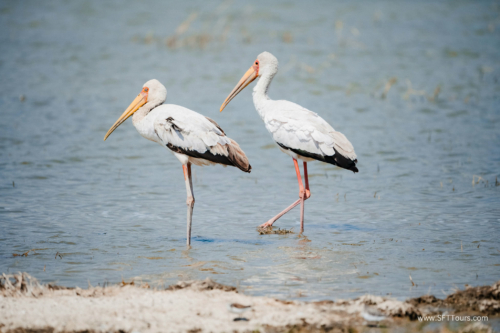 TZ Value 21 Sep 2024 Tatiana S-133