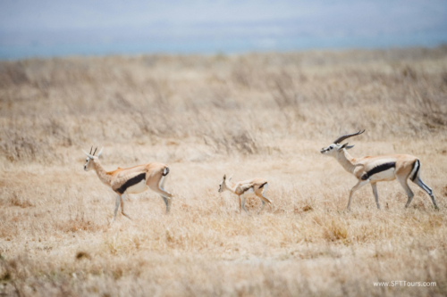 TZ Value 21 Sep 2024 Tatiana S-144